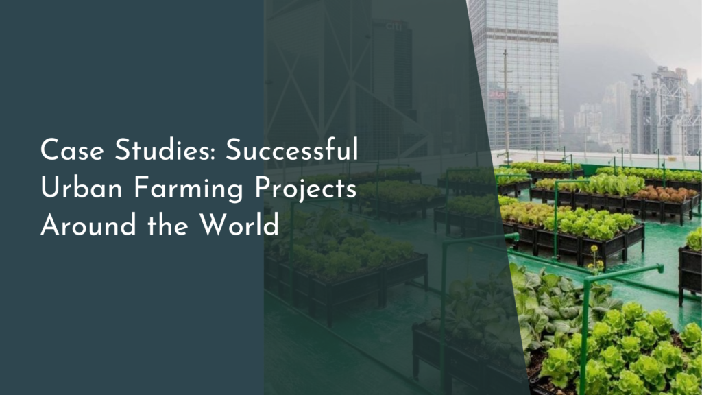 Case Studies: Successful Urban Farming Projects Around the World