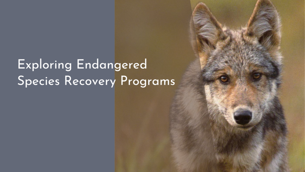 Exploring Endangered Species Recovery Programs