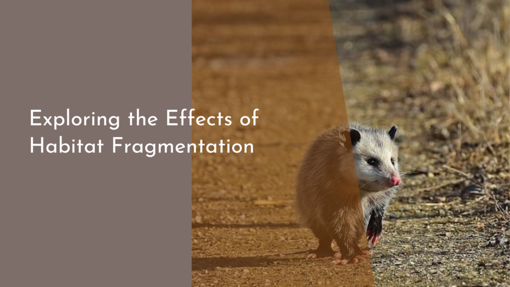 Exploring the Effects of Habitat Fragmentation