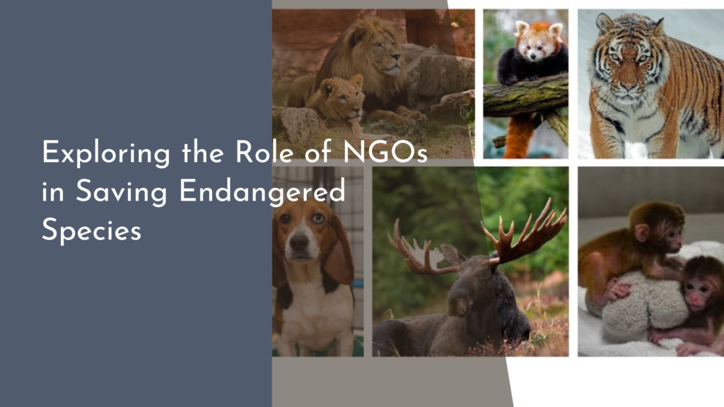 Exploring the Role of NGOs in Saving Endangered Species