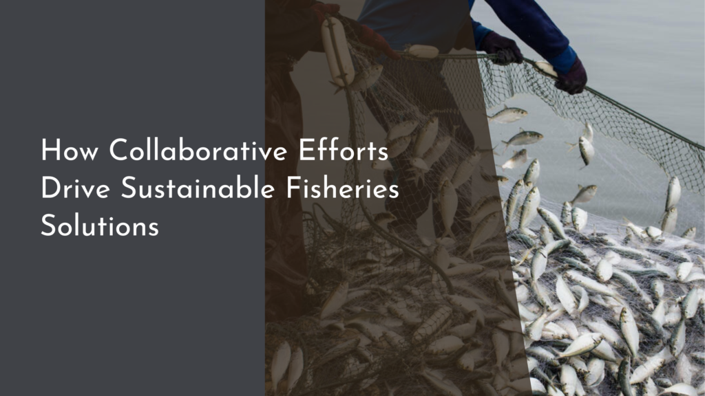 How Collaborative Efforts Drive Sustainable Fisheries Solutions