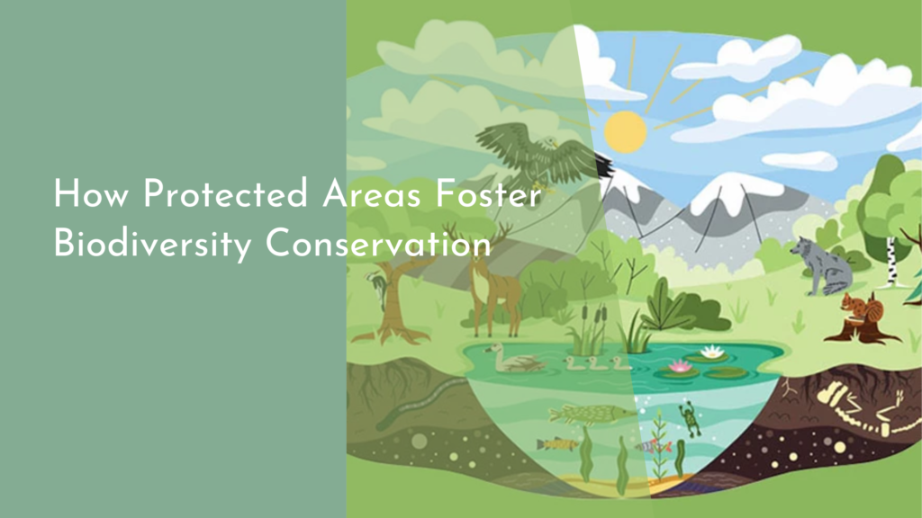 How Protected Areas Foster Biodiversity Conservation