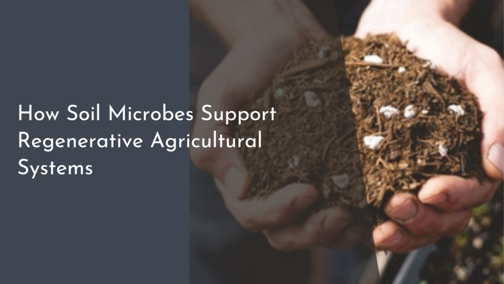 How Soil Microbes Support Regenerative Agricultural Systems