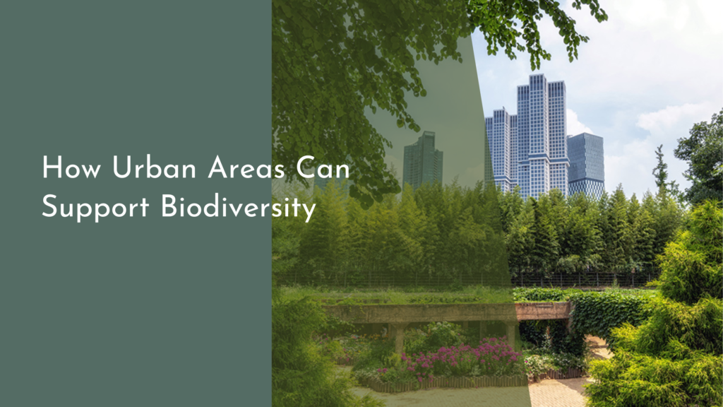 How Urban Areas Can Support Biodiversity