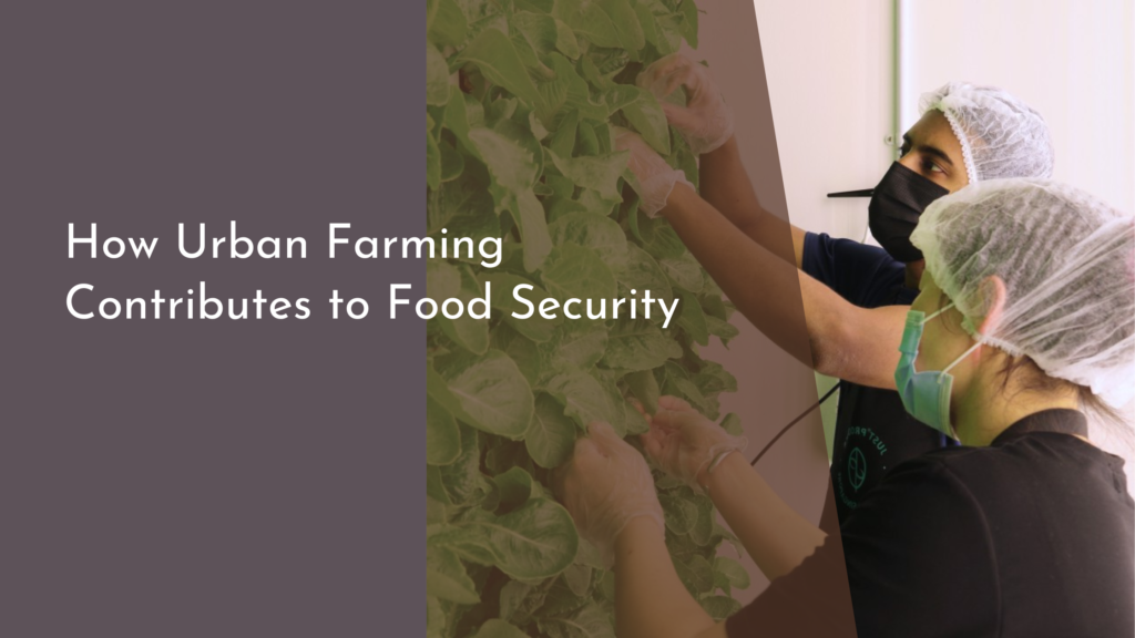 How Urban Farming Contributes to Food Security