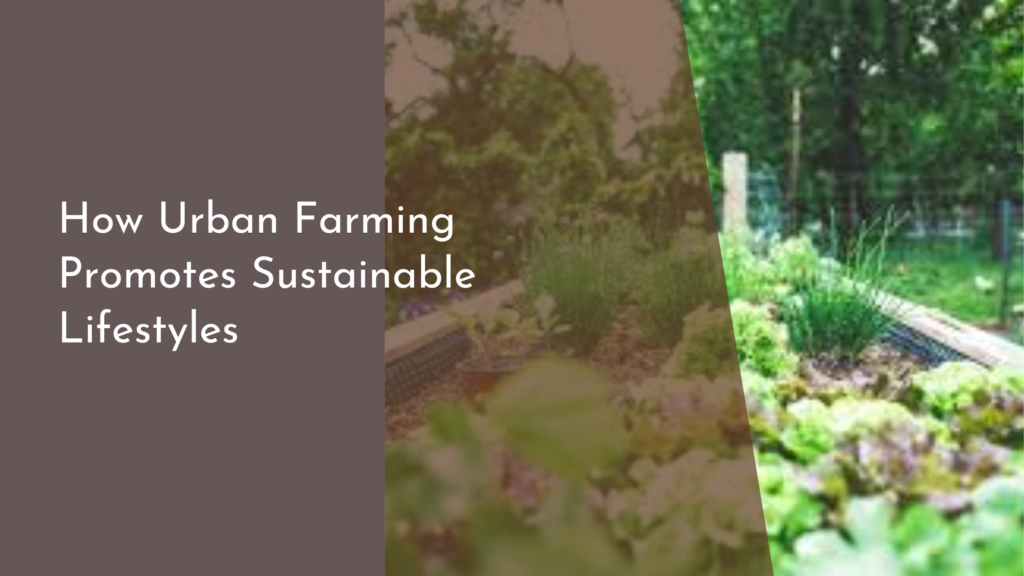 How Urban Farming Promotes Sustainable Lifestyles