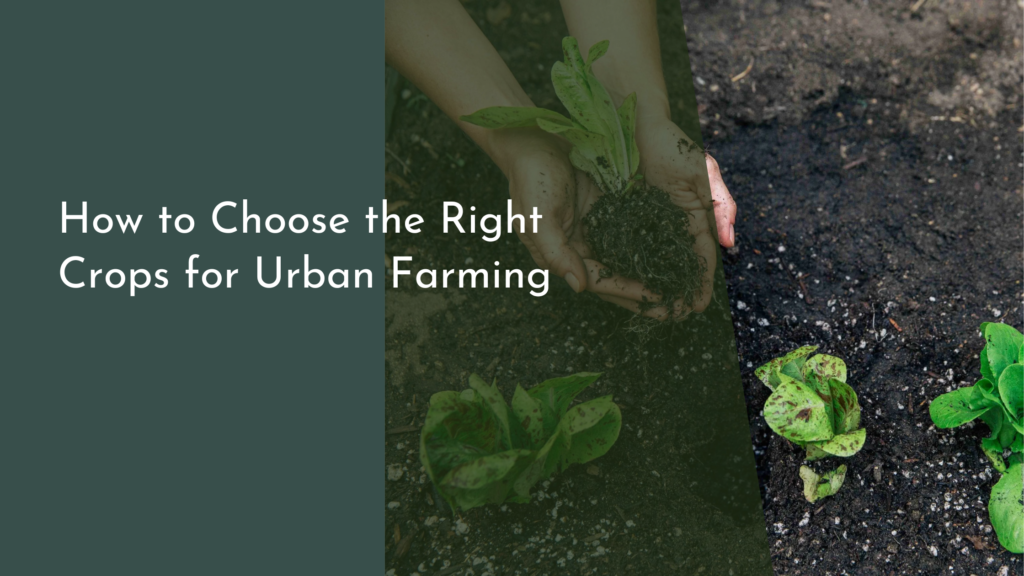 How to Choose the Right Crops for Urban Farming