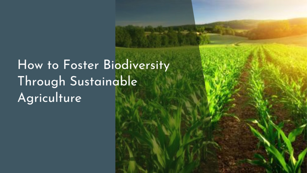 How to Foster Biodiversity Through Sustainable Agriculture