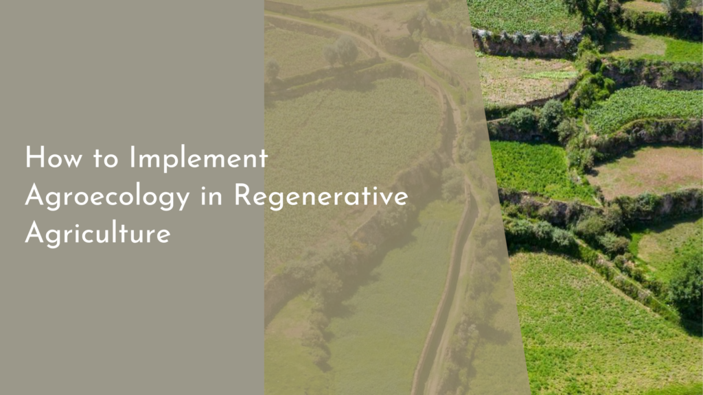 How to Implement Agroecology in Regenerative Agriculture