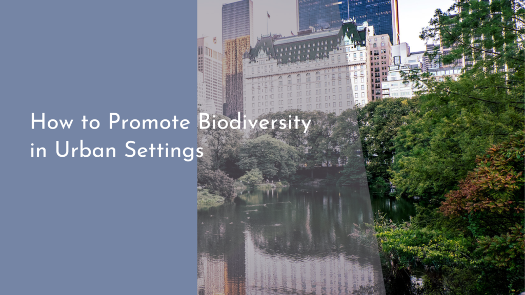 How to Promote Biodiversity in Urban Settings