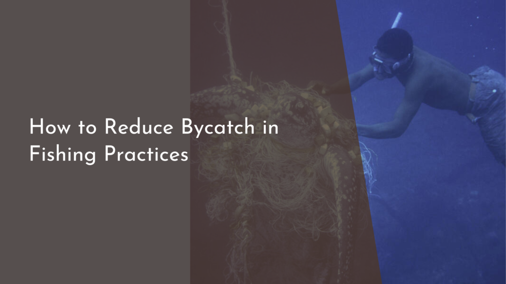 How to Reduce Bycatch in Fishing Practices