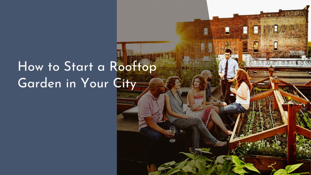 How to Start a Rooftop Garden in Your City