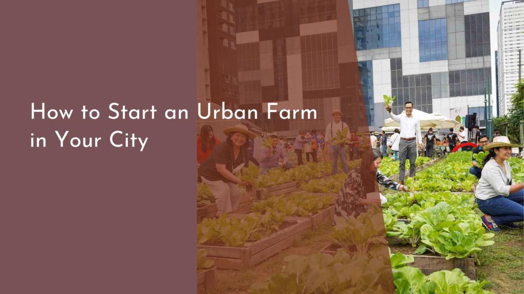 How to Start an Urban Farm in Your City