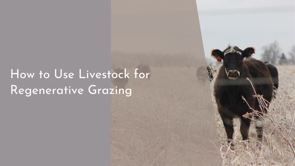 How to Use Livestock for Regenerative Grazing