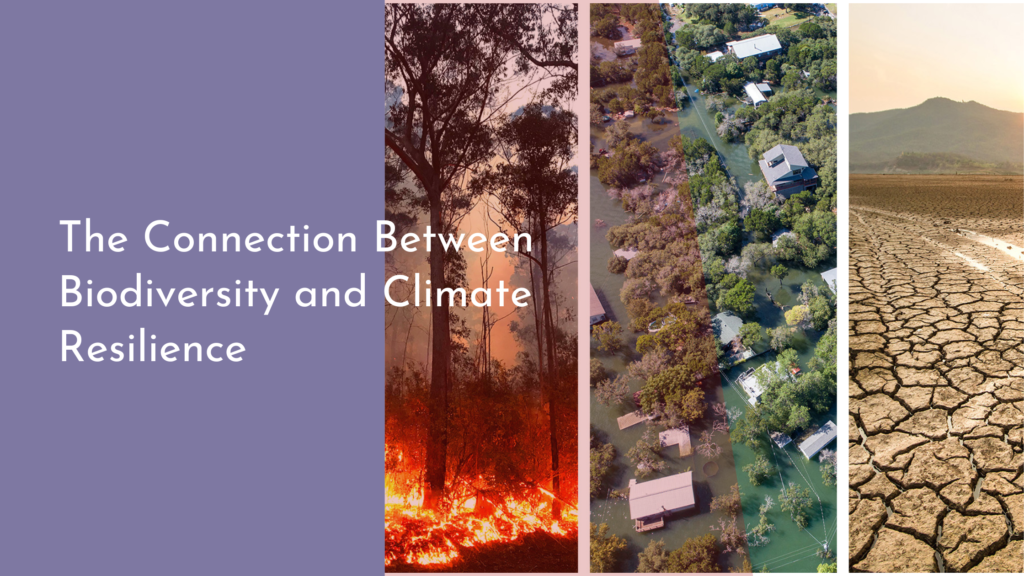 The Connection Between Biodiversity and Climate Resilience