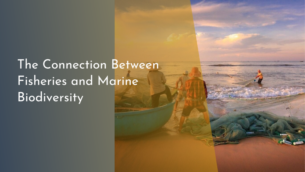 The Connection Between Fisheries and Marine Biodiversity