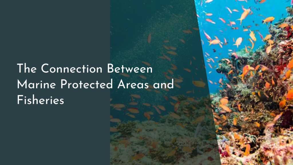 The Connection Between Marine Protected Areas and Fisheries