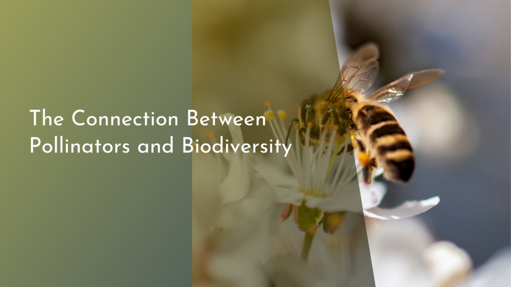 The Connection Between Pollinators and Biodiversity