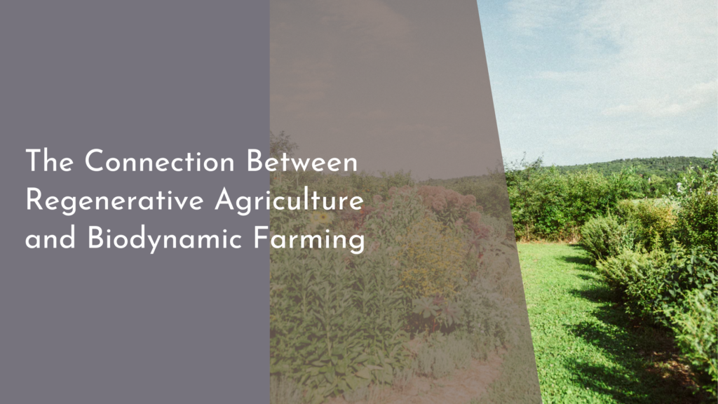 The Connection Between Regenerative Agriculture and Biodynamic Farming