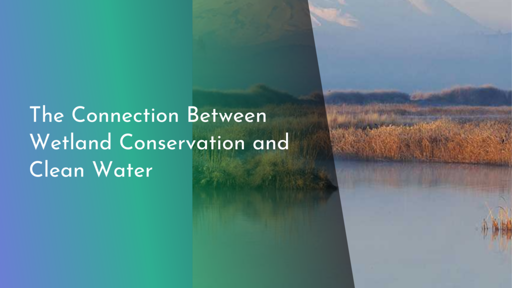 The Connection Between Wetland Conservation and Clean Water