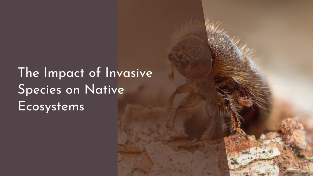 The Impact of Invasive Species on Native Ecosystems