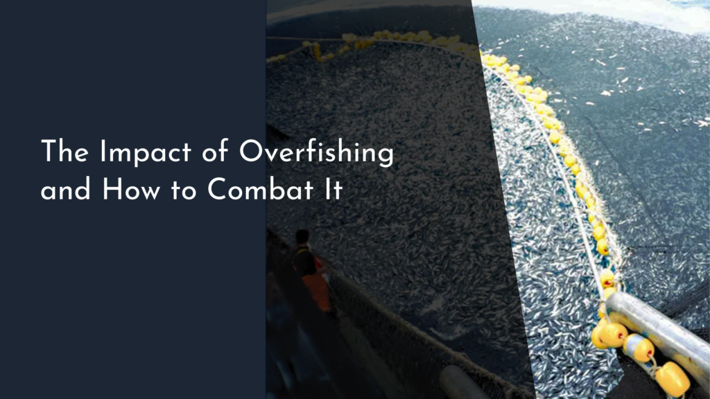 The Impact of Overfishing and How to Combat It