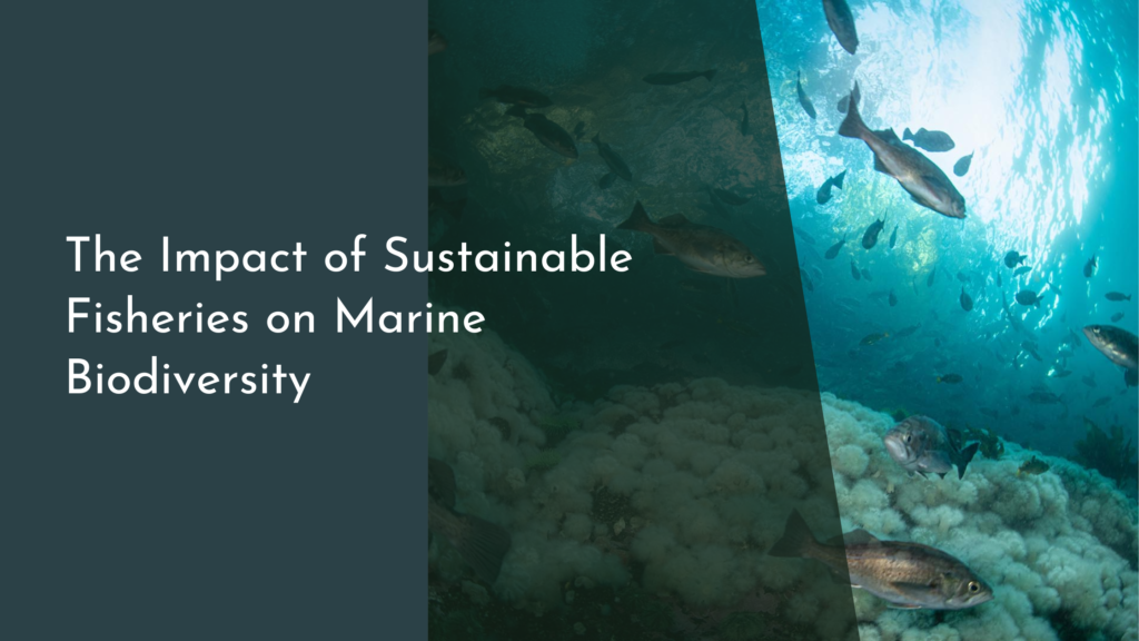 The Impact of Sustainable Fisheries on Marine Biodiversity