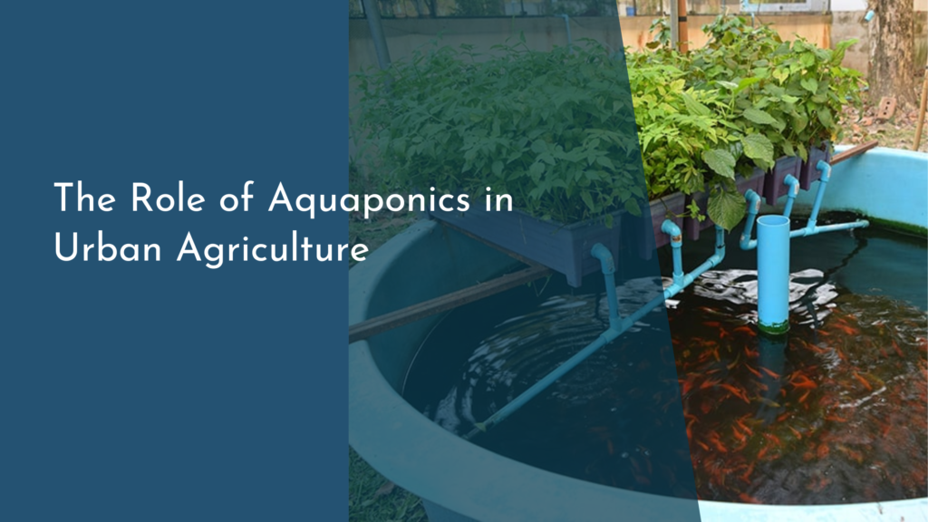 The Role of Aquaponics in Urban Agriculture