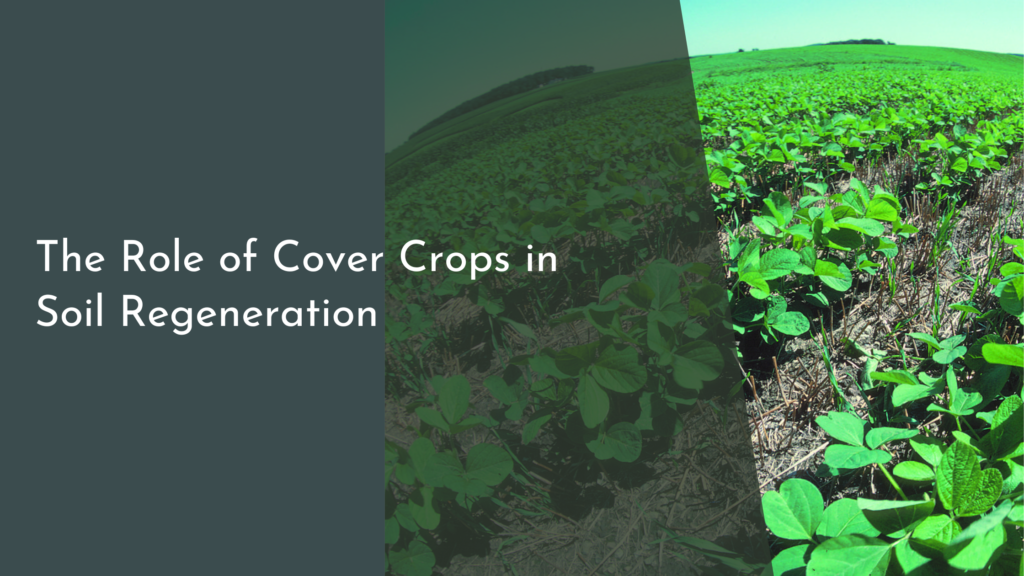 The Role of Cover Crops in Soil Regeneration