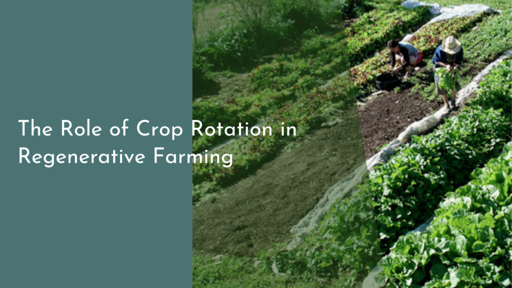 The Role of Crop Rotation in Regenerative Farming