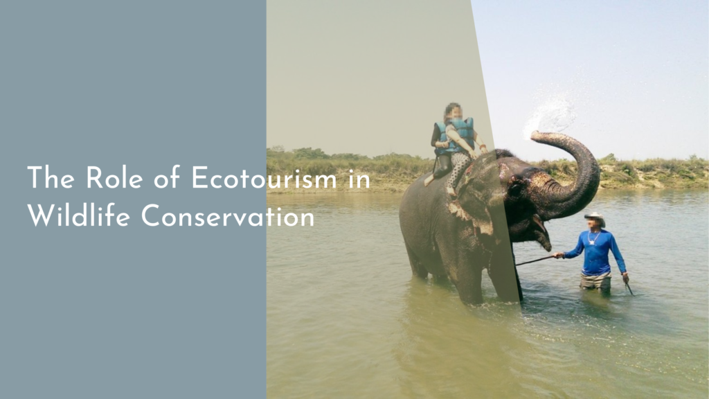 The Role of Ecotourism in Wildlife Conservation