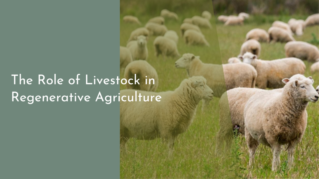 The Role of Livestock in Regenerative Agriculture