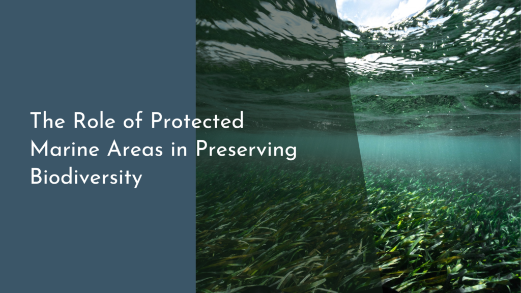 The Role of Protected Marine Areas in Preserving Biodiversity