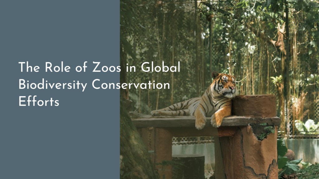 The Role of Zoos in Global Biodiversity Conservation Efforts