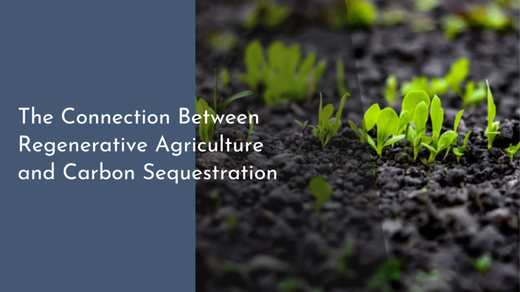 The Connection Between Regenerative Agriculture and Carbon Sequestration